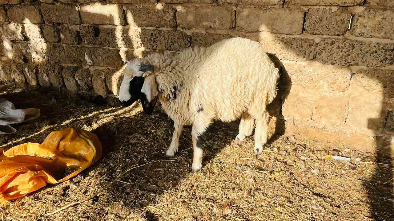 ٤ طليان • شرط النصاحه • العلم سمره