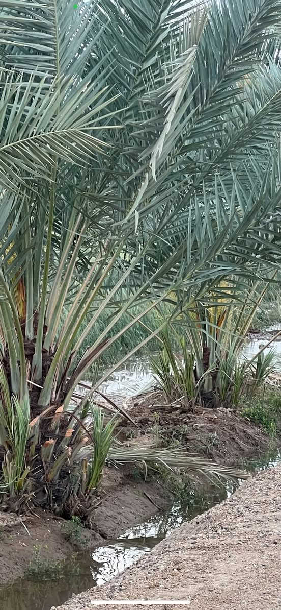 قطعة ارض في زويغير قرب الطاقة الكهربائية
على الشارع مباشر ومن جهة الثانية الاروائي مباشر ايضاً 
محاطة ب124 نخلة حمال 
المساحة ٢ دونم وربع (دونمين وربع)
السعر ٥٠ مليون وبيها مجال بسيط 
للبيع المباشر نظراً لظروف صاحب الارض 
للاتصال ***********
