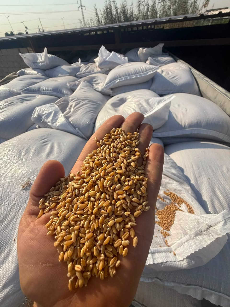 ---

🌾 مكتب محمد ضياء الزراعي 🌾

على بركه الله وصول حنطه نزار تعريب 

بنت المغلف درجه اولى 

التوصل مجاني للكميات 

وبسعر مناسب ومعقول

🌟 حنطة نزار - NIZAR
✅ الحبة مثل ما تشوفون بالصورة - كبيرة ومليانة
✅ نسبة إنبات عالية جداً - مجربة بالحقل
✅ مقاومة للأمراض وإنتاجها عالي بالدونم
✅ نظيفة 100% بدون شوائب ولا كسر

📍 العنوان: بابل - الكفل - مقابل جسر الكفل
📞 للحجز والاستفسار: ***********

#حنطةنزار #بذورحنطة #مكتبمحمدضياء #الكفل #بابل
