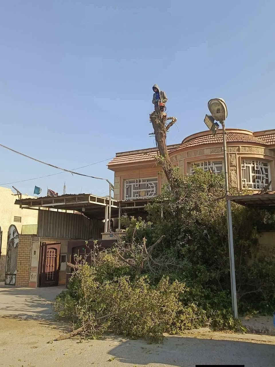 تقطيع الشجار ونخيل كرخ ورصافه للاتصال ***********. *********** وتساب

