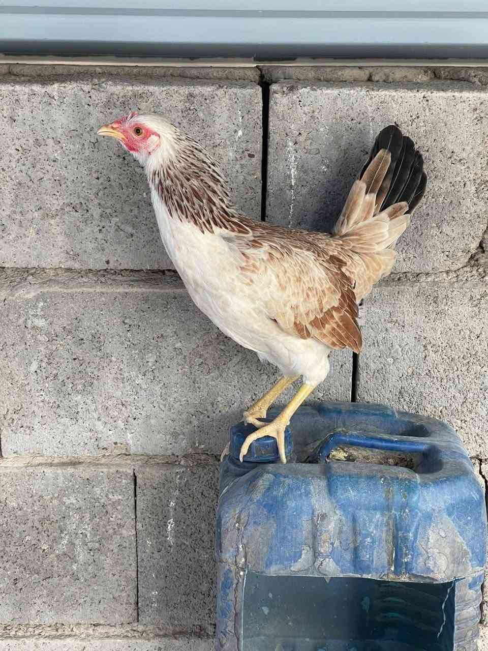 بيع مستعجل