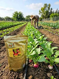 لفت هجين F1 • AGRI الألمانية • إنبات ٩٠٪