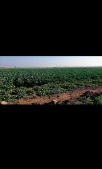 بغداد الزعفرانيه • دونم و٨٠٠م • طابو زراعي ملك