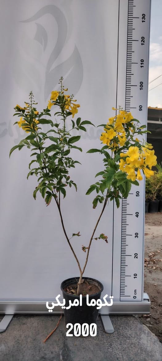 🌿 70 خيارًا لحديقتك… والعرض لفترة محدودة!

تبحث عن نباتات تضيف الجمال والحياة إلى حديقتك؟ 🌳🌺
جمعنا لكم 70 صنفًا من نباتات وأشجار مشتل الخيرات في هذا المنشور، مع اسم كل نبات وسعره.

📸 مرّر الصور واحدةً تلو الأخرى…
فربما يكون اختيارك القادم في الصورة التالية! 👀🌿

🔥 العروض متاحة فقط أيام الخميس والجمعة والسبت.
لا تؤجل اختيارك… بعض الأصناف قد لا تبقى حتى نهاية العرض.

📌 احفظ المنشور للرجوع إليه،
وأرسل لنا صورة النبات الذي أعجبك لمعرفة التفاصيل والتوفر.

📍 كربلاء – طويريج – ناحية الخيرات
⏰ يوميًا من 8 صباحًا حتى 10 مساءً

🌱 مشتل الخيرات… خيارات أكثر لحديقتك.
موقعنا الإلكتروني https://khairat-nursery.com

#مشتل_الخيرات #نباتات #اشجار #نباتات_زينة #اشجار_فاكهة #كربلاء #حدائق

نص مكتوب في الصور:
- دورنتا ليموني
- 2000
- تكوما امريكي 2000
- روزماري 2000
- مينا الوان
- جهنمي شجيري