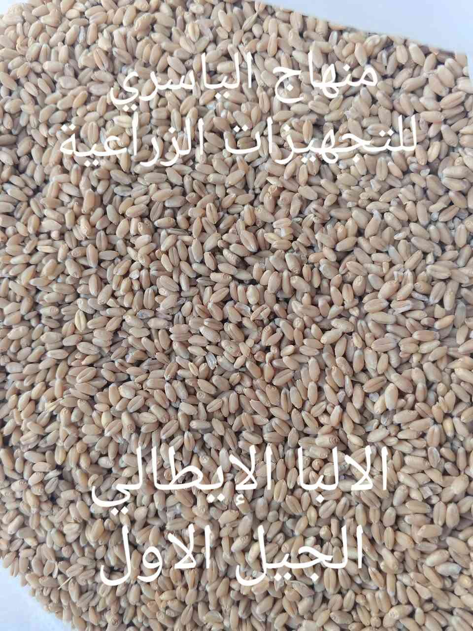 السماوة طريق المهدي • بذور واسمدة • شعير عراقي