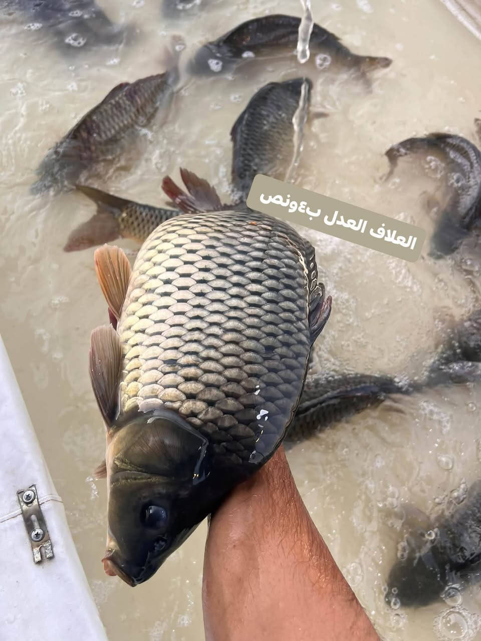 سمتي مال شط • حرش خشن • توصيل السماوه