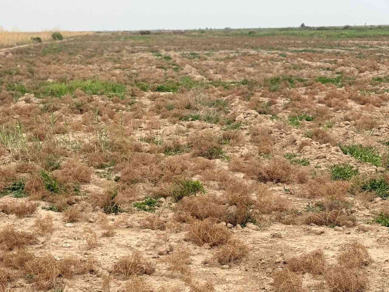 السلام عليكم ورحمة الله وبركاته 

ارض زراعية للبيع المساحه 100دونمً طابو سند ٢٥ 

حق التصرف مفوض بالطابو تحويل مباشر سند مستقل

وجه شارع حولي 250م وجه الارض نهر خاص من شط

صيف شتاء ماء متوفر صالحه للزراعه او التقطيع موقع

ممتازه تبعد عن التبليط ٥٠٠م وعن مركز المدينه ٧دقايق

المكان الصويره سعر الدونم ٨ مليون وبيهامجال بسيط

للاستفسار /.  ***********/. ***********
