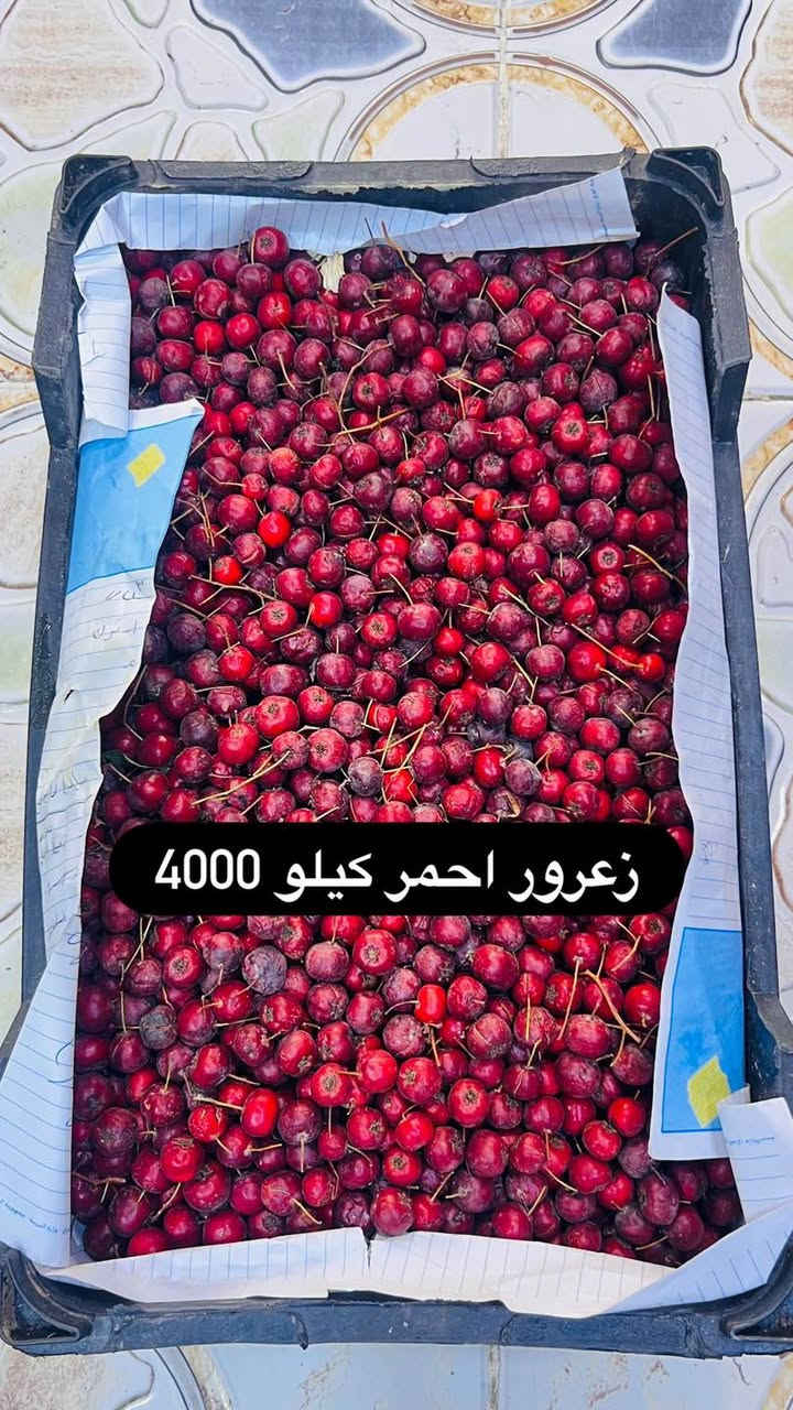 مسواك • تمور سماوه • توصيل