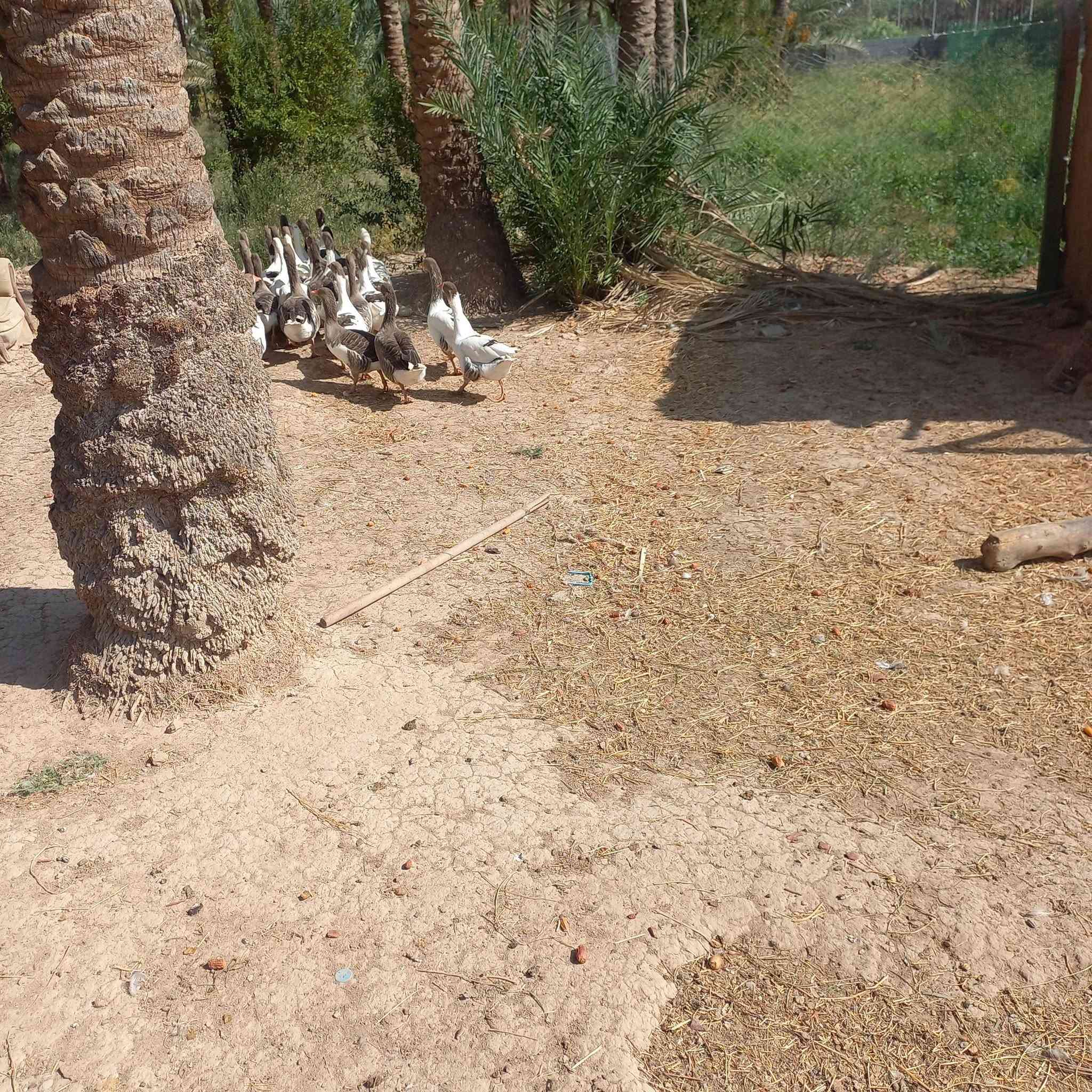 وزات • للبيع