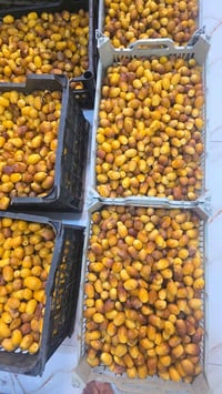 دهن حر • اصلي • العباسية