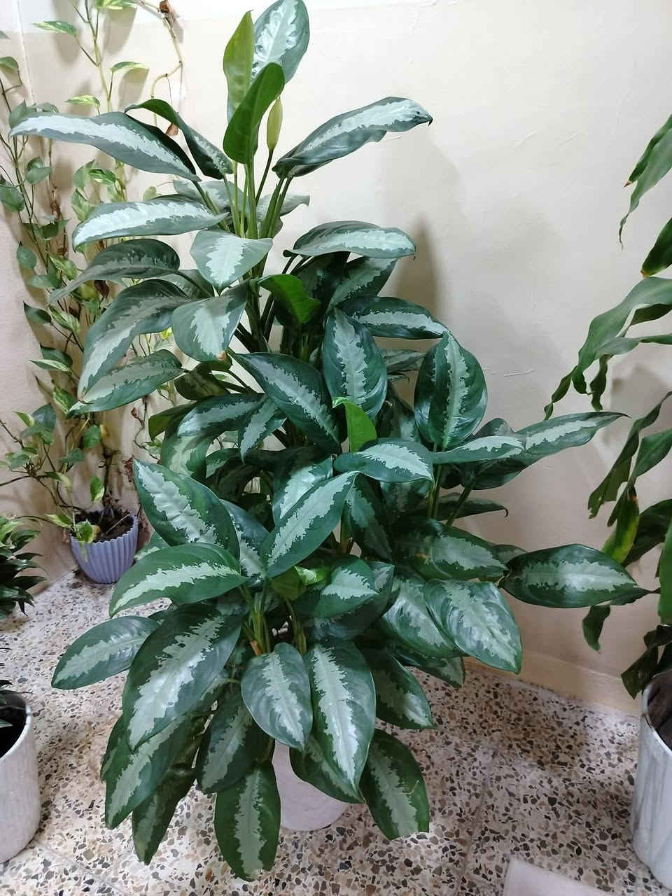 السلام عليكم
نباتات للبيع نضيفه مع السنادين نوعهم زامبيا ودفن بخايا ودارسينا السعر 90 وبيهم مجال 
راسلني واتساب ***********
