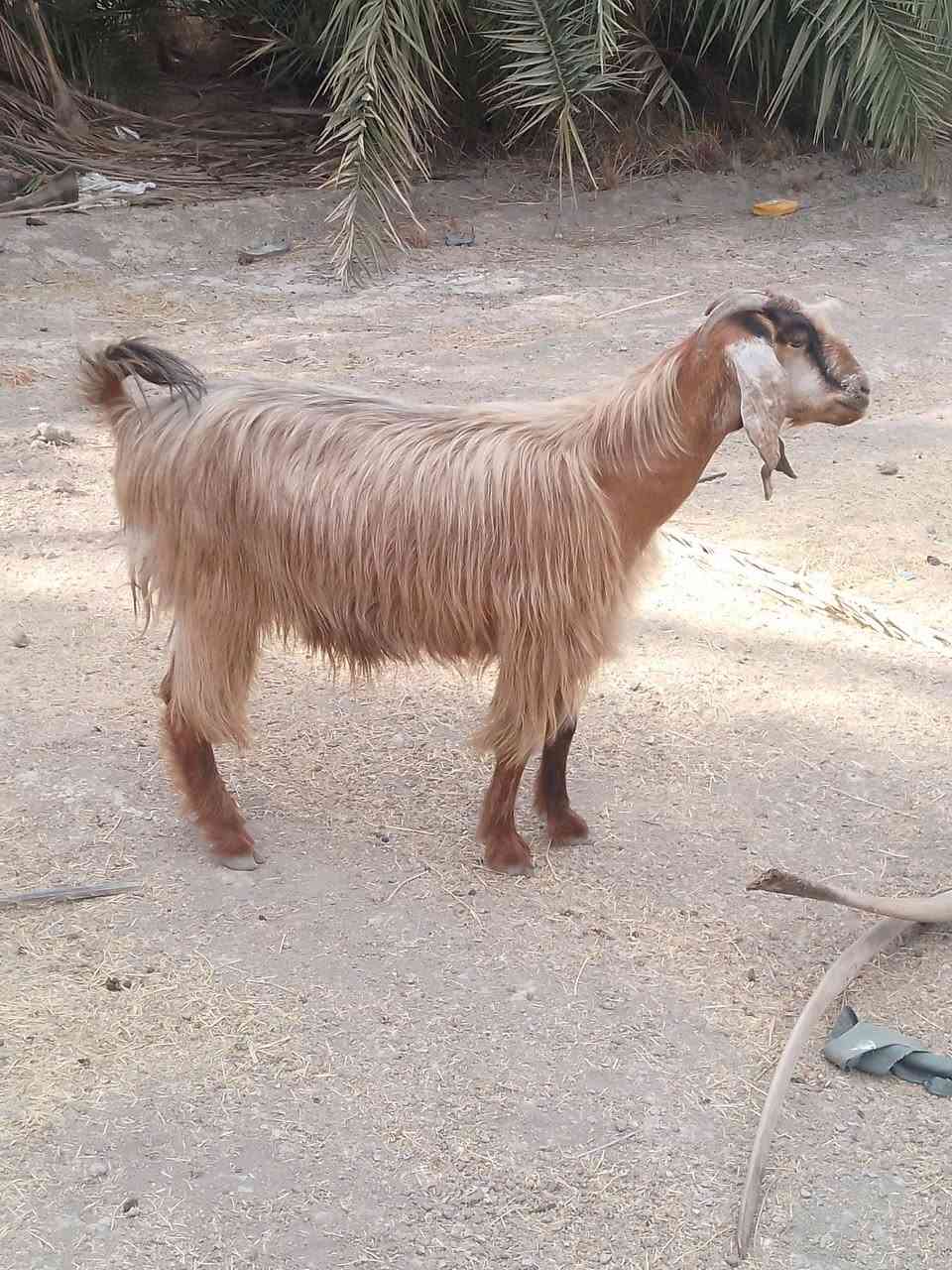 السماوة السوير • مضاريع • شهرين ونص