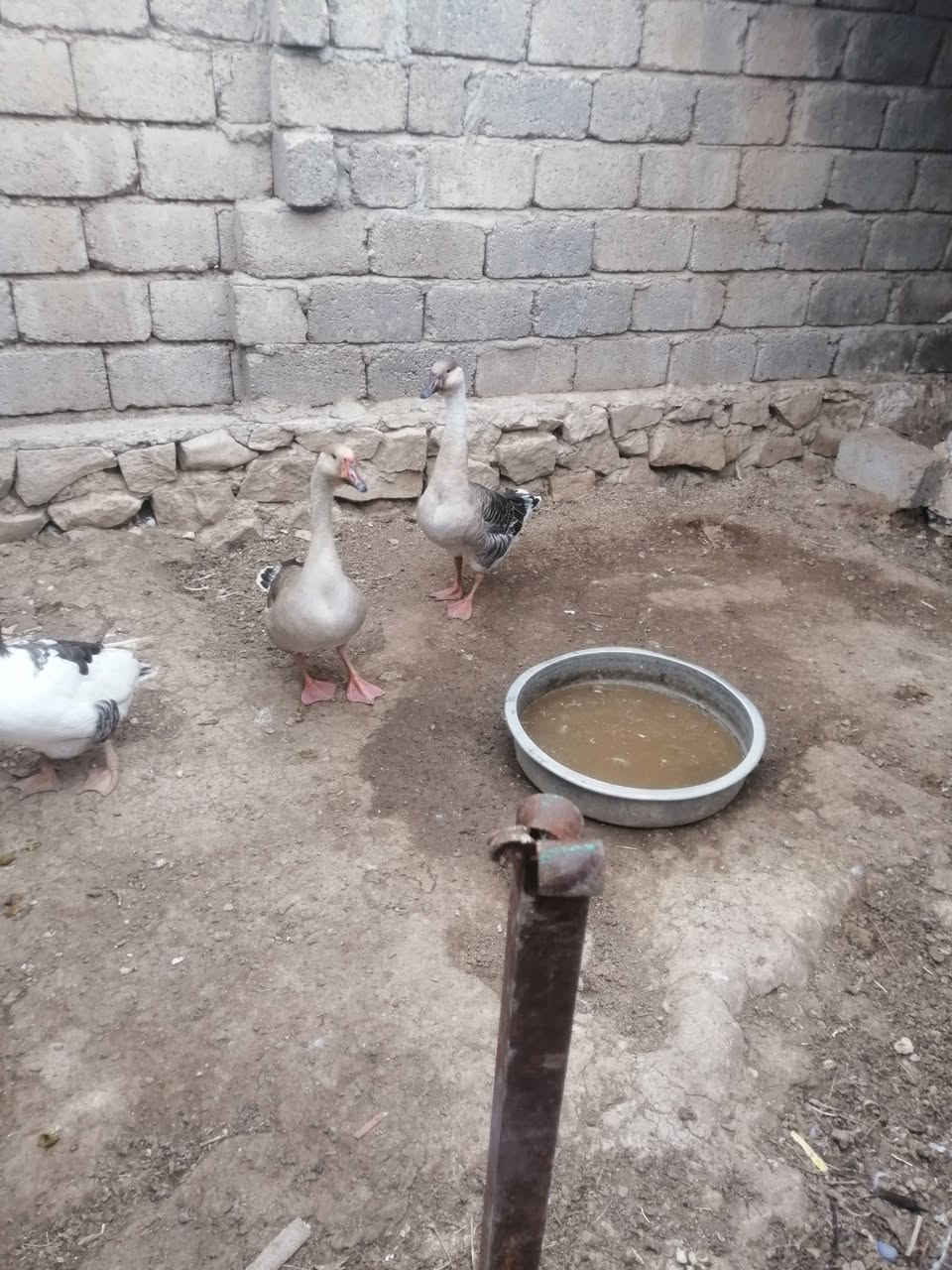 غازات • للبيع • تعال خاص