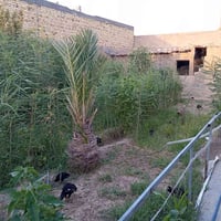 أبو الماش • ٤٠٠م • غرفتين