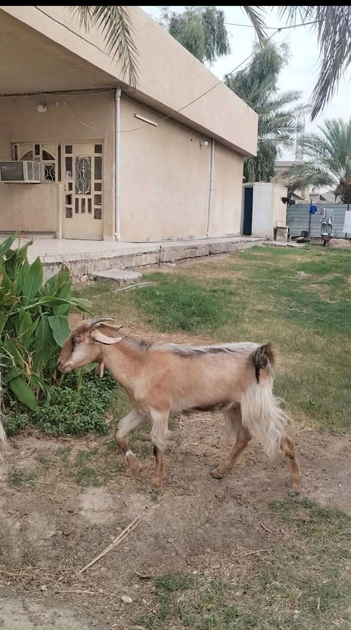 السلام عليكم بسم الله ما شاء الله
صخلات شاميات2 عشر حاطات شرط النصاحه سن وشطر على كل عيب السعر 480

العنوان بغداد التاجي

***********  واتساب

***********  واتساب
