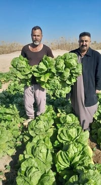 بذور خس • خس ابيض امريكي • ضمان