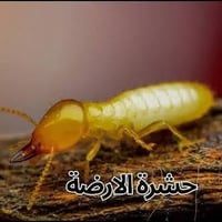 شركة الباز لمكافحة حشرة الأرضة وكافة أنواع الحشرات 🛡️ ​هل تعاني من انت...
