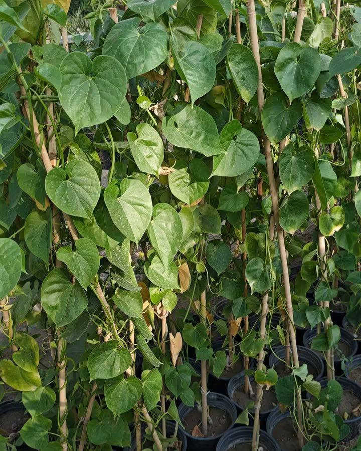 🌱 لكل محبٍّ للجمال والخُضرة، أهلاً بكم في عالمٍ تزداد فيه الحياة جمالاً بكل ورقةٍ خضراء 🌿✨
✨ متسلق القنقينة (اللبلاب) ✨
نبات متسلق جميل وسريع النمو، مناسب لتزيين الجدران والأسوار والحدائق ويضيف للمكان منظر أخضر طبيعي ومميز 💚
☀️ تحمل الحرارة: يتحمل أجواء الصيف وحرارة الشمس، ومع الري المنتظم يستمر بالنمو بشكل جيد.
🌱 التربة: يفضل التربة الخصبة وجيدة التصريف، مع المحافظة على رطوبتها خصوصاً خلال أيام الحر.
🍃 يتميز بأوراقه الخضراء ونموه المتسلق، ويمكن توجيه فروعه على الأسوار أو الدعامات حتى يغطي المكان بشكل جميل.
📏 الارتفاع: أكثر من متر
💰 السعر: 7,000 دينار فقط
🌿 للمهتمين بالزراعة وتجميل الحدائق، متوفر الآن وبسعر مناسب.
للحجز والاستفسار يرجى مراسله الصفحه او واتساب ***********
 العنوان بابل/ المحاويل 
يتوفر لدينا خدمه توصيل لجميع محافظات العراق 🚛
🌱 لكل محبٍّ للجمال والخُضرة، أهلاً بكم في عالمٍ تزداد فيه الحياة جمالاً بكل ورقةٍ خضراء 🌿✨

نص مكتوب في الصور:
- alyas