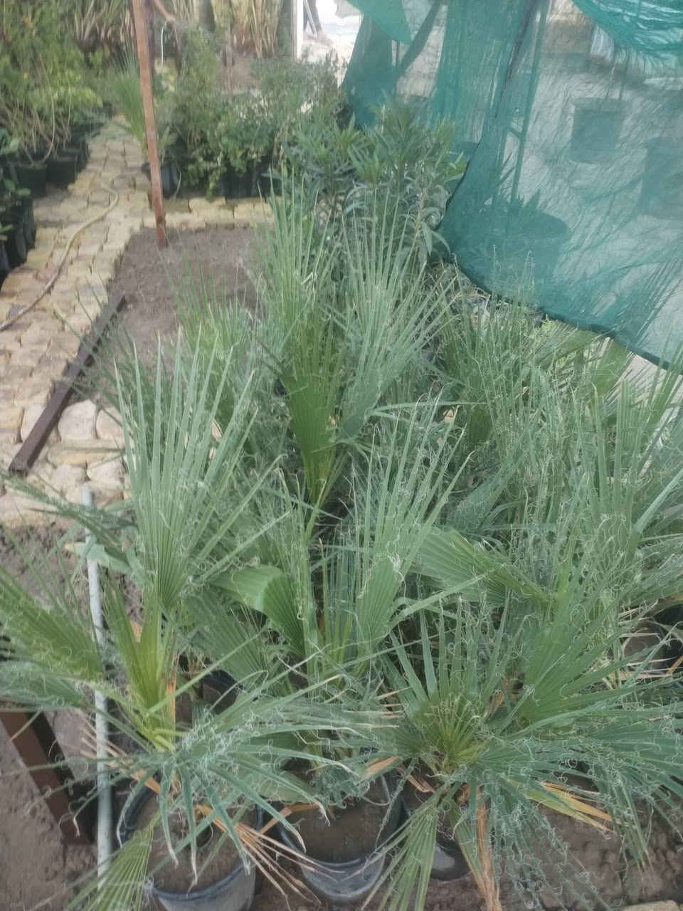 بسم الله الرحمن الرحيم 
يعلن مشتل الزهراء في ميسان عن توفر فسائل نخيل 
مجهول 
جوزي أحمر 
بريم 
عبد الهادي 
شويثي أحمر 
بربن
مكتوم
بانسب الأسعار مع وصل ضمان بلصنف والنوعيه 
موجود تشوف وتاكل وتقلع 
انسب الأسعار 
مشتل الزهراء في ميسان العماره بستان دور النفط شارع مجلس محافظة قرب حسينيه الزهراء البتول ع
كذالك يوجد انواع الشتلات وانواع المجذرات والمستلزمات الزراعية والمبيدات ومكافه الارضه والاسمده والبتموس والسنادين كذالك 
مستعدين لزراعه الحداىق والبساتين 
ومكافحه الا، ضه والافات الزراعية 

***********
***********
