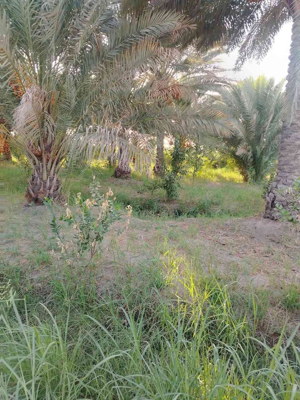 بستان • ٢٥ دونم • واسط الصويره