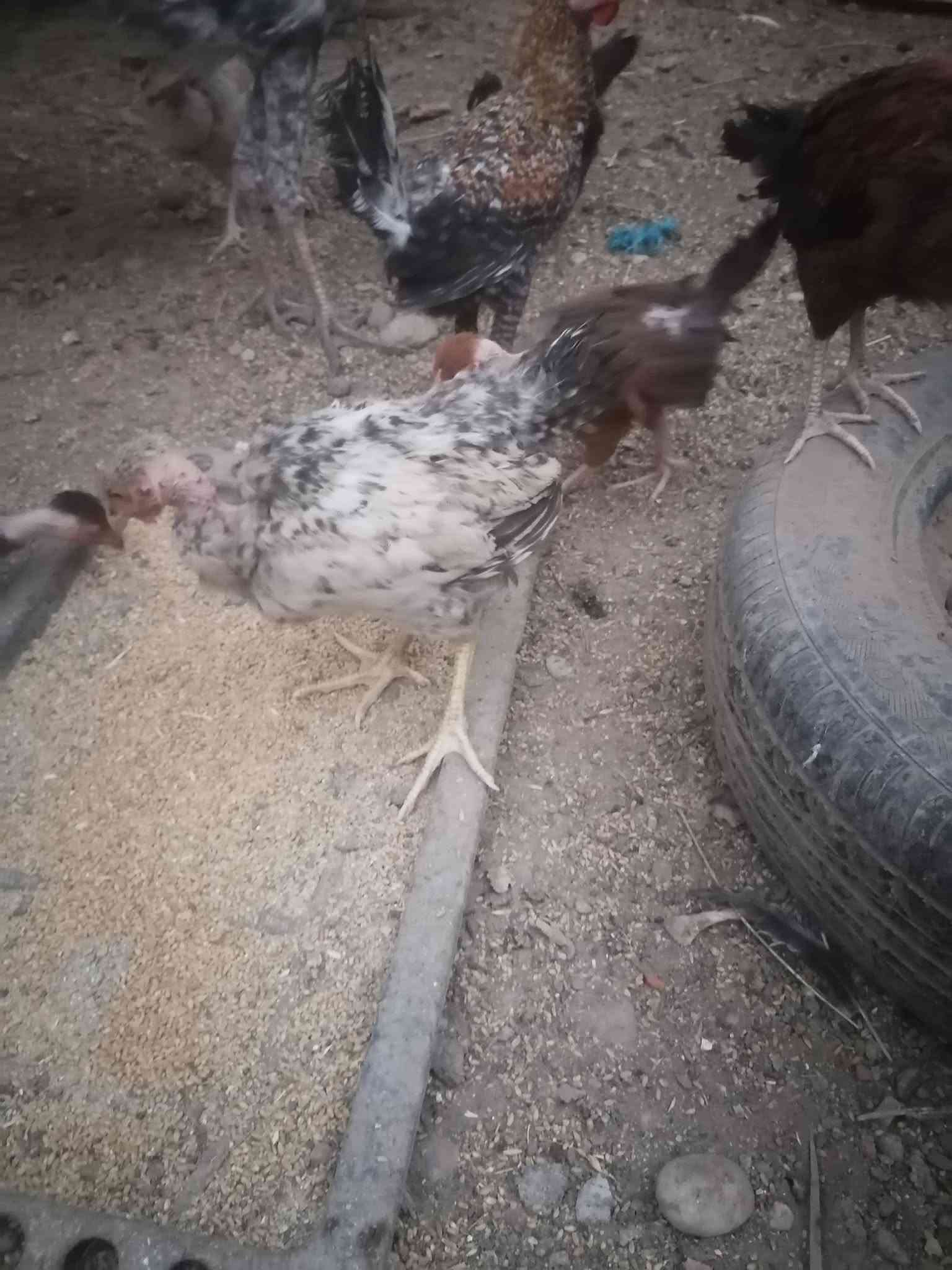 متاح فراريج عرب ابو ركيبه عدد ١٢ مكان برطله سعر زوج ١٦ عمر ٤تشهر
