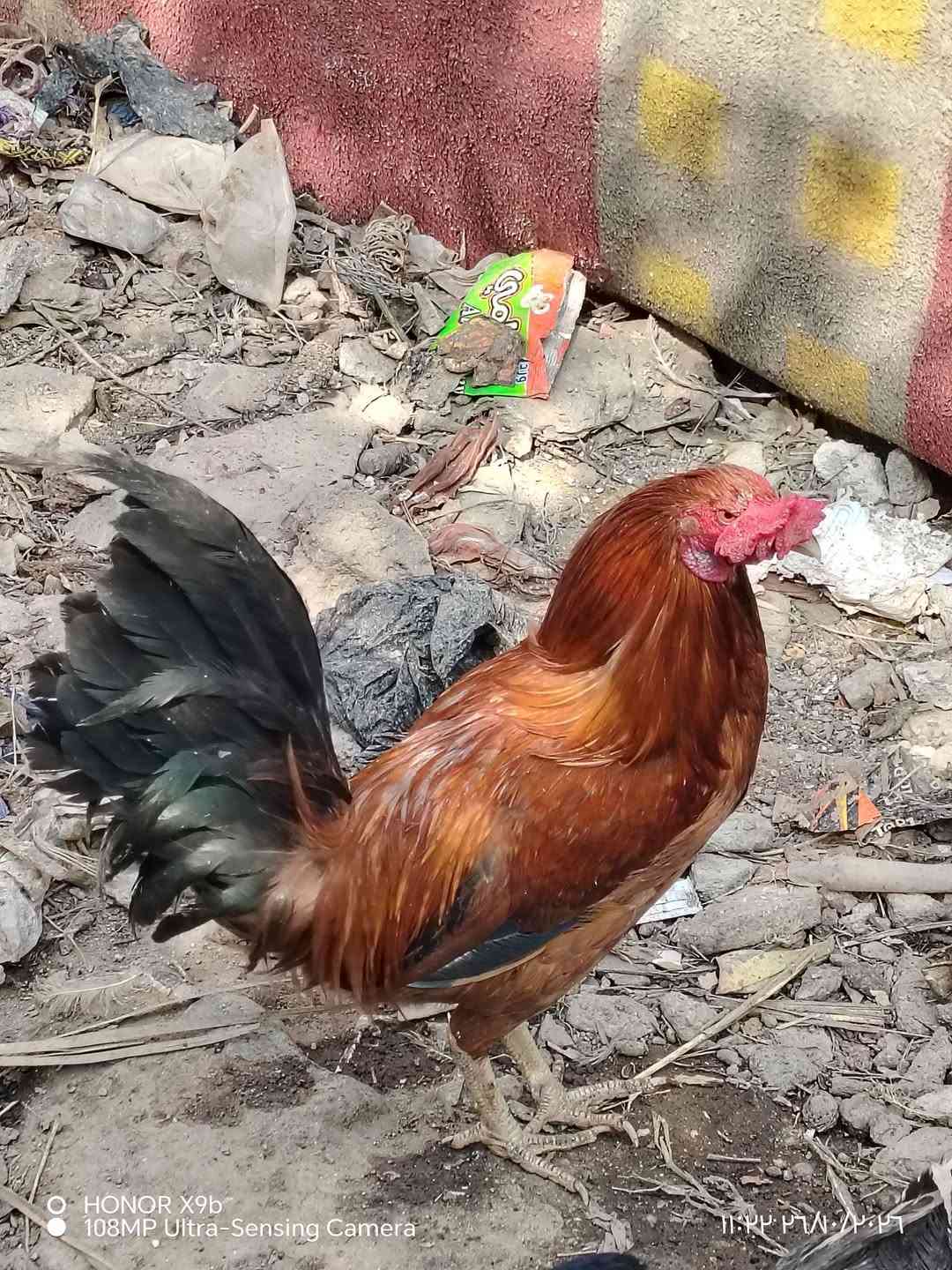 هونر X9b • كاميرا ١٠٨MP • للبيع