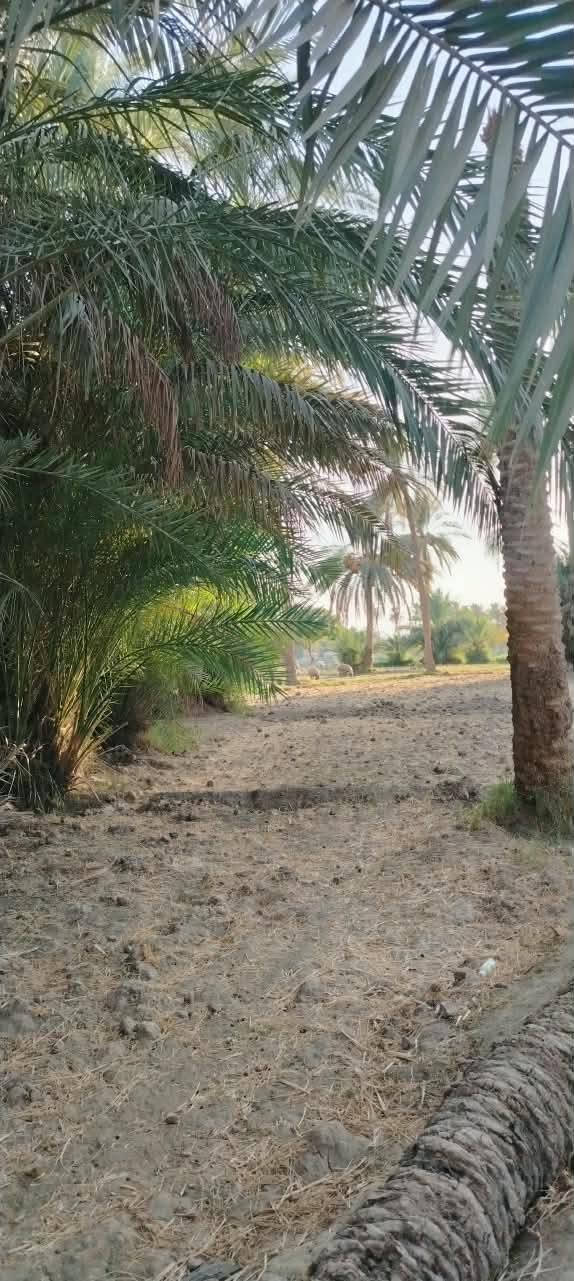 أرض زراعية للبيع طابوا زراعي ١٥ دونم
تقع على نهر الفرات شط الكوفة تبعد عن الكوفة حولي ٥كيلوا 
تحتوي على ٢٠٠ نخلة متنوعة وثلاث بيوت صب كونكريت جاهزات للسكن واستقبال ١١في ٥ توجد مدارس ابتدائية:و متوسطة ومستوصف  للتواصل لاتصال على هذا الرقم ***********
