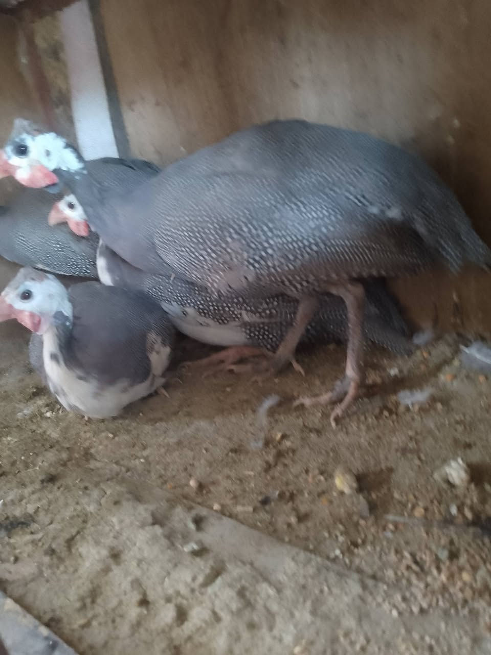 دجاج فروع لبيع***********
