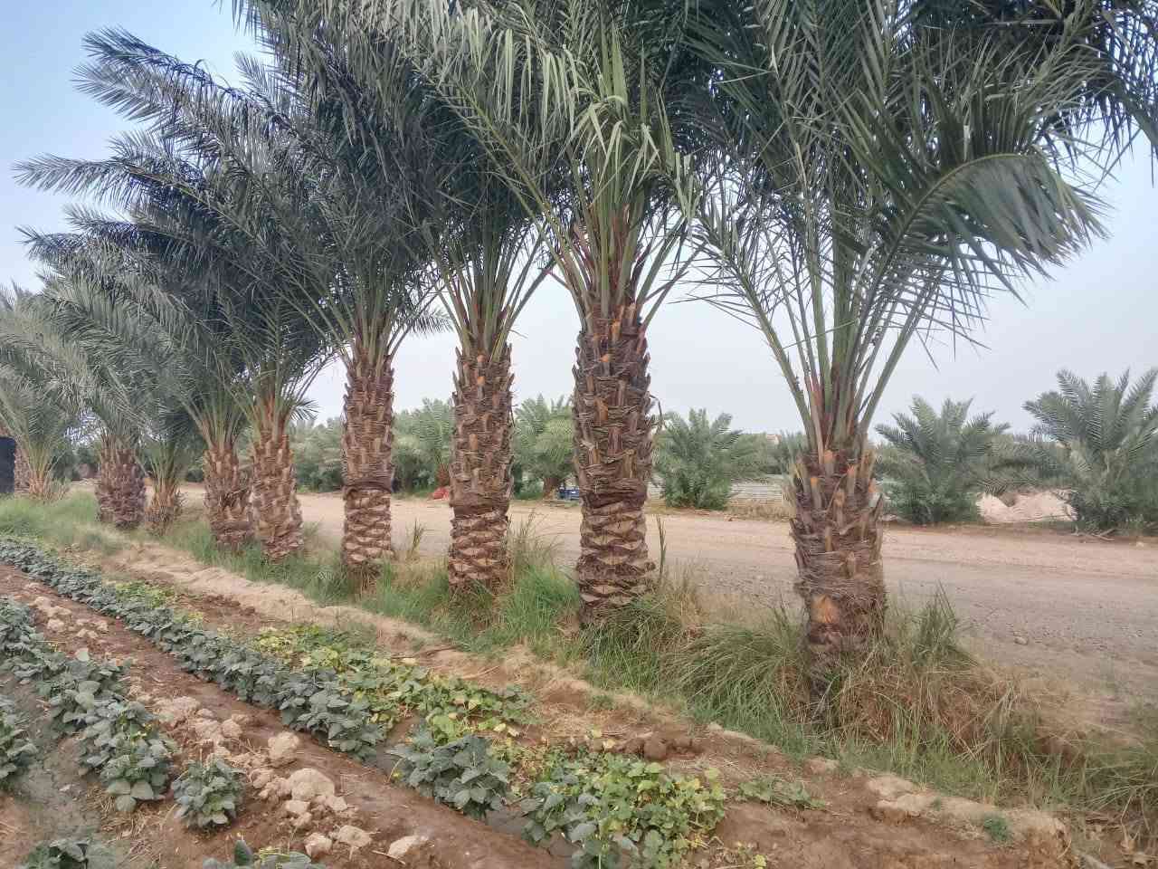 نخل حمال • الديوانية • الحمزه الشرقي