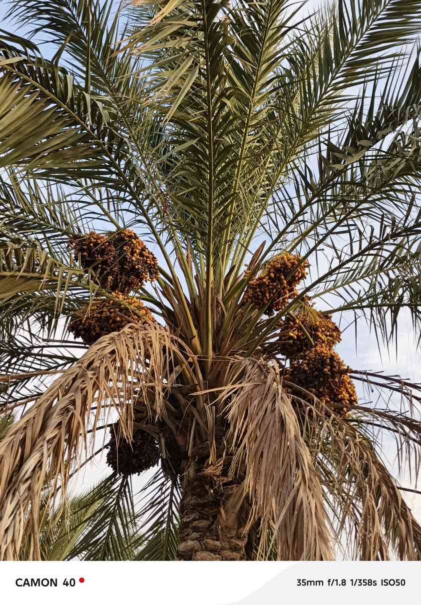 سلام عليكم اخوان يوجد نخلتين تمر خسته للبيع
المكان الرمانه البوحردان 
هـ ***********

نص مكتوب في الصور:
- CAMON 40 35mm f/1.8 1/230s ISO50
- CAMON 40 35mm f/1.8 1/433s ISO50
- CAMON 40 35mm f/1.8 1/358s ISO50
- CAMON 40 50mm f/1.8 1/269s ISO50