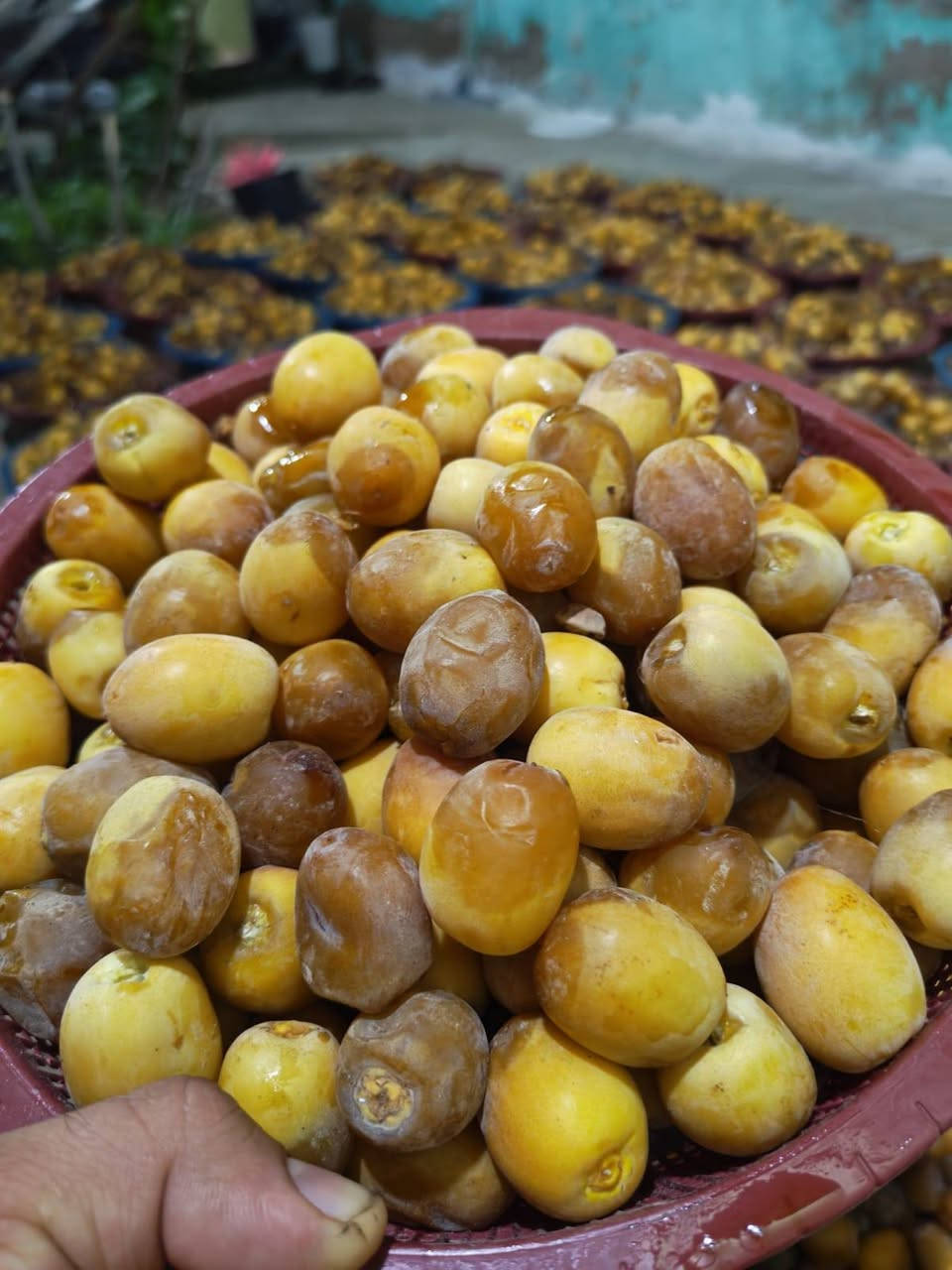 رطب برحي • درجة اولى • توصيل النجف