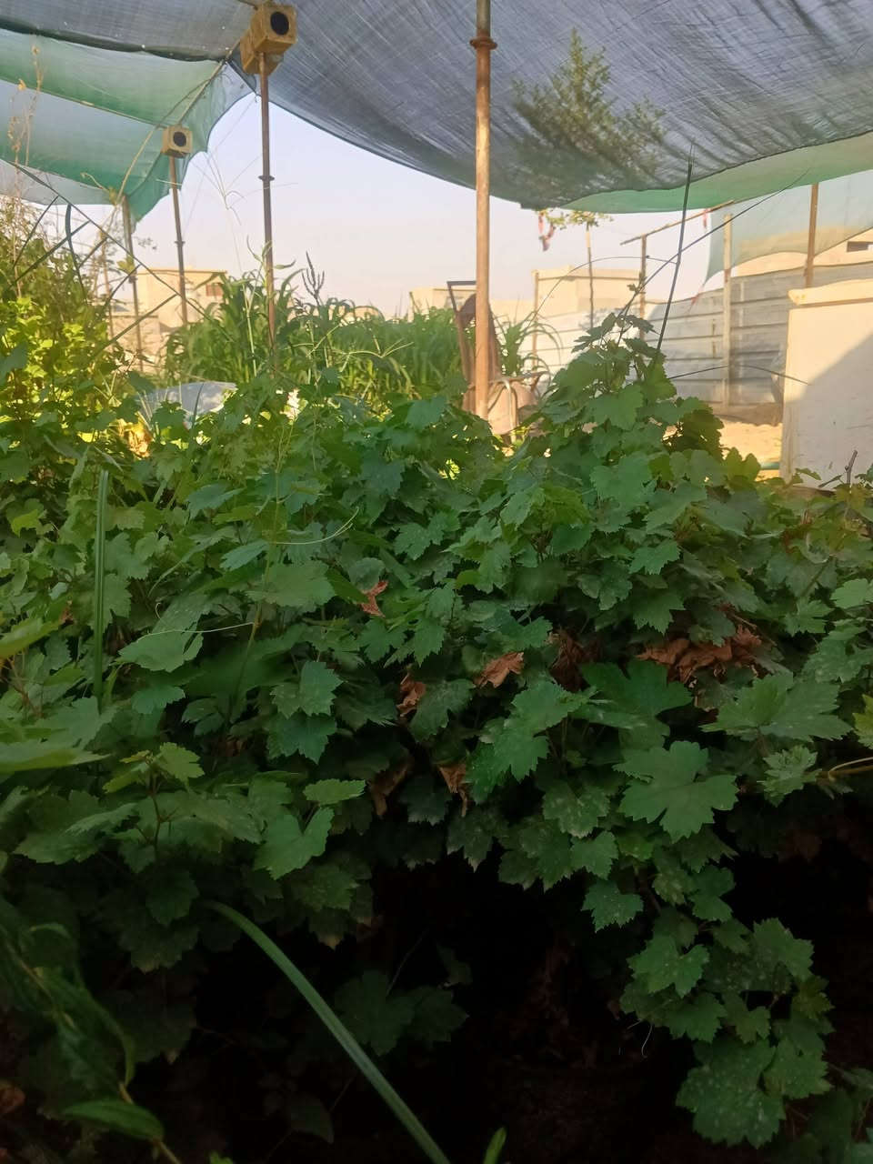 سلام عليكم
متوفر شتل في الشهامة
عنب حلواني
عنب رئاسي
عنب بلد
عنب فرنسي
تين اسود بني مسلم
تين ابيض 
رمان عراقي حامض حلو
رمان شهربان
رارنج عراقي
ليمون عراقي
برتقال عراقي
لالنكي عراقي
البيزيا
تكي اسود احمر
قلم طوز
‏‪***********‬‏
***********

