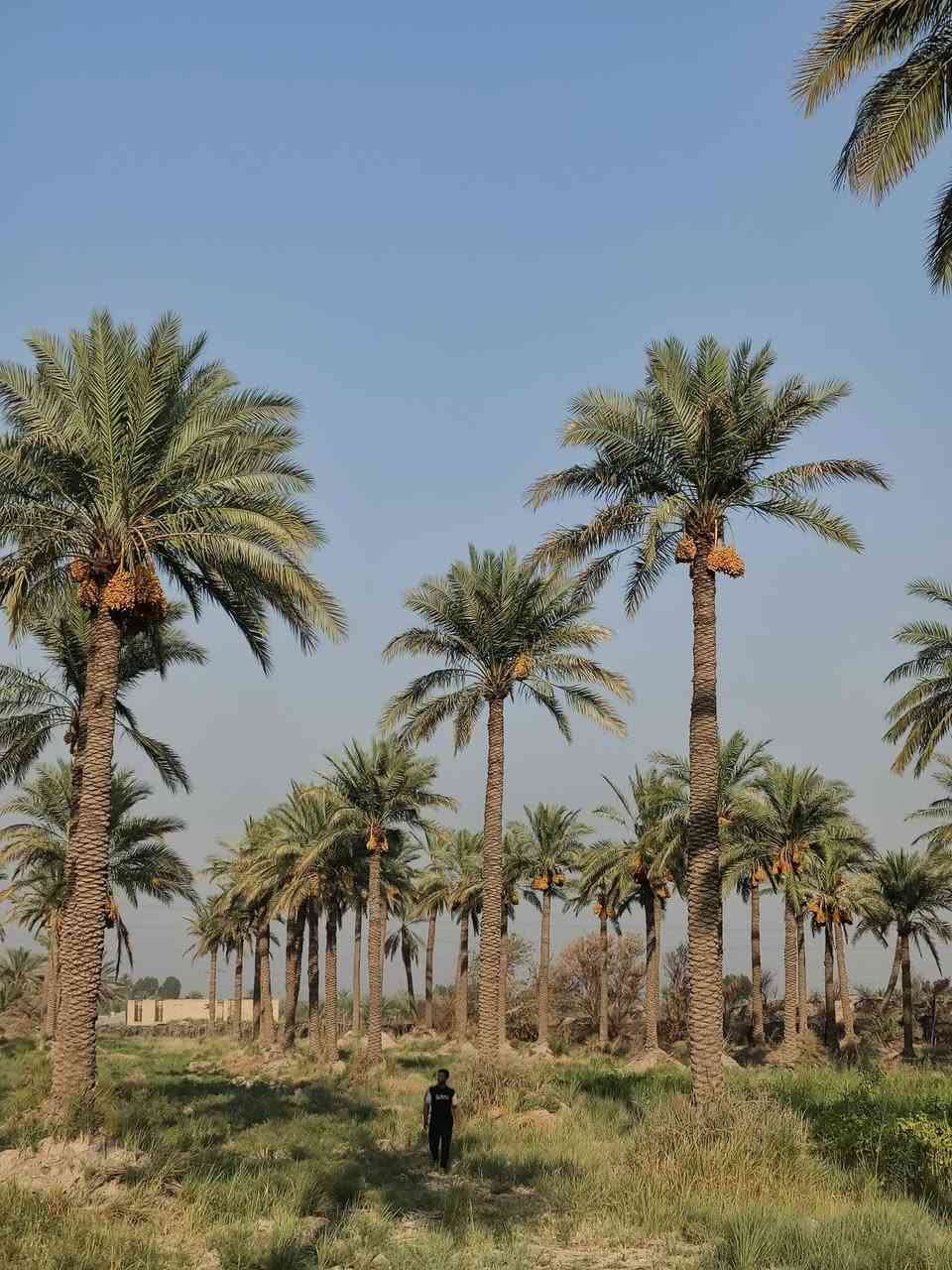 السلام عليكم نخل لضمان سعر النخله ٣٥ قفل الضمان يتصل ***********
