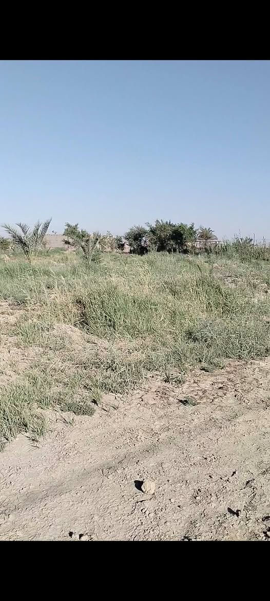 بستان زراعي 3.5 دونم على خط العيله تبليط يبعد عن الشارع العام 2 كيلو يجتوي على بيت ومحصار وحقل  وفسائل نخيل  واشجار  توجد فيه كل الخدمات نهر سقي بوري اساله كهرباء الاستفسار الاتصال على الرقم ***********
