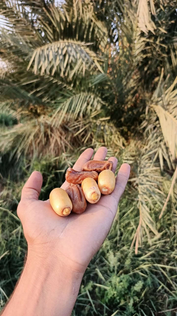 فسائل نخيل • اشويث أصفر • ديري أحمر
