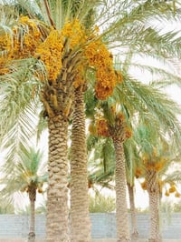 نخل حمال • ملقح • ٣ خستاويه