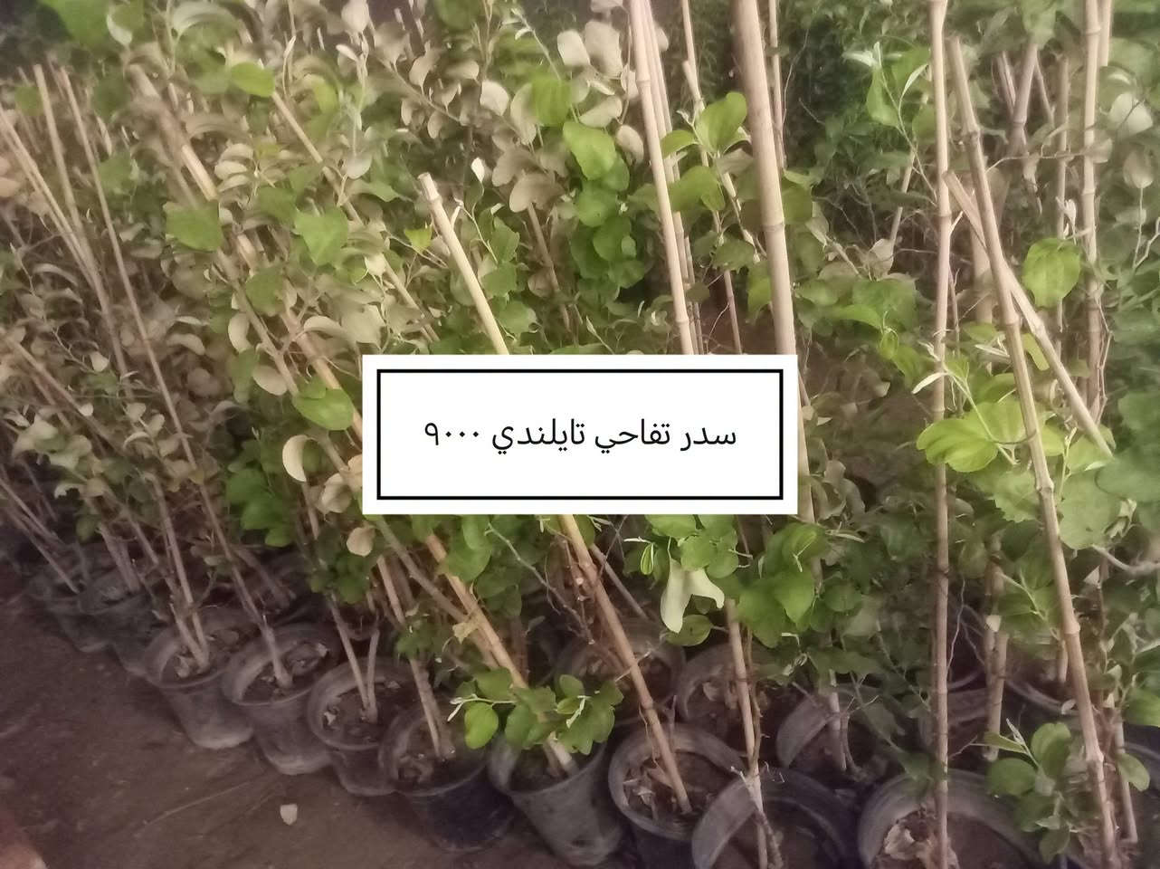 السلام عليكم ورحمة الله وبركاته
 موسم خير وبركة 

إخواني الكرام
الفقرات الجديدة
المتوفرة حاليا

للاستفسار أو لمعرفة الموقع بشكل أدق، راسلونا على الواتساب:

📞 ***********
📞 ***********

نوفّر لكم أفضل الأصناف من حيث الجودة والنوعية.

📍 العنوان:
بغداد – اليوسفية – الرضوانية الشرقية
طريق معمل زينب – ثالث مشتل 
مكتوب على الباب مشتل الرضوانية
مجاور محطة الخليج لغسل السيارات.

🔹 البيع جملة
🔹 من يرغب بالشراء مفرد يمكنه الحضور إلى المشتل والاختيار بنفسه.
🔹 لا يوجد توصيل للمفرد.
🔹 توصيل الجملة فقط بسيارات حمل بالأجرة ويتم الاتفاق مباشرة مع سائق النقل.

🚚 رقم سائق النقل:
***********

📞 أرقام المشتل:
*********** (واتساب)
***********

🌳 الأسعار والأنواع
1- كابرس متر ونص   1000🪴
2- دم العاشق كويتي سندانه    1000🪴
3- جورنته ليموني  2000🪴
4-شبوي ليلي خشن ارتفاع متر  2000🌺
5-ددونيه نص متر  750🪴
6-أكاسيه عراقيه  متر فما فوق  2000🪴
7- ياس عراقي خشن  1500🪴
8-ياس أيطالي  1500 🪴
9- ورد جوري عراقي  2000🌺
10- ورد رازقي 2500🌺
11-سرو أيطالي الارتفاع متر ونص5000🪴
12- ورد القهوه اقل من متر 10000🌺
13-سدر تايلندي خشن 9000🌴
14- عفص 7000🌲
15- كاردينيا 8000🌺
16-متسلق ياسمين احمر هندي  عطري  الارتفاع متر ونص  8500🌺
17- جاكرنده البنفسجيه  5000🪻

📍 موقع المشتل على الخريطة:
https://maps.app.goo.gl/EfkBiYR7ezQDtA6v5

حياكم الله وتشرفونا بزيارتكم 🌿

📍 موقع المشتل على الخريطة:
https://maps.app.goo.gl/EfkBiYR7ezQDtA6v5

حياكم الله وتشرفونا بزيارتكم 🌿
