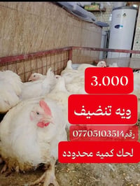 دجاج • تنضيف • توصيل