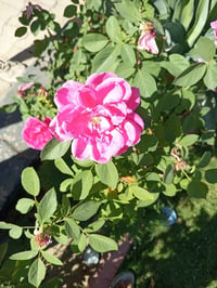سائق • اجازة سوق • جميع المحافظات