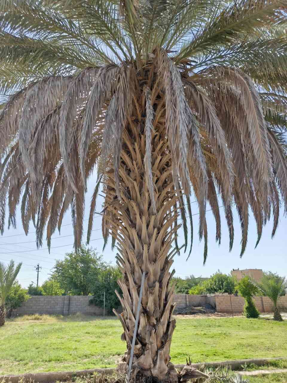🌲🌿   كادر 🌴🌴

تكريب وتنظيف نخيل.

قلع فسائل بطريقة متقنه ومهنيه.

زراعة فسائل.

للتواصل:***********

#زراعة #نخيل #كركوك
