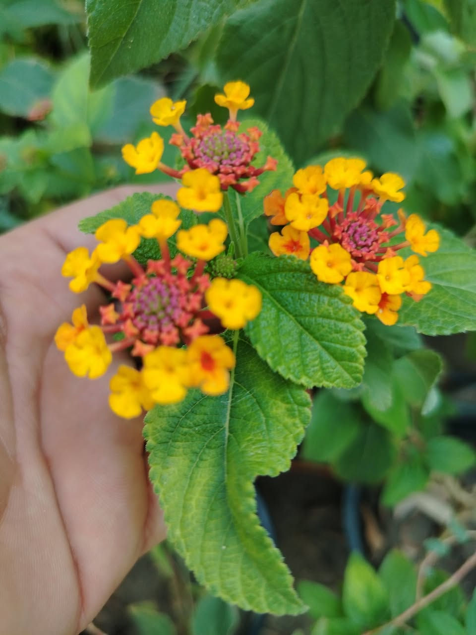 السلام عليكم مشتل حسين مناف/
انواع الورود انواع الاشجار انواع النباتات/

🌴🪴🍀☘️🌿🌱🌹🌷🌸💮
رقم مشتل❤/***********
