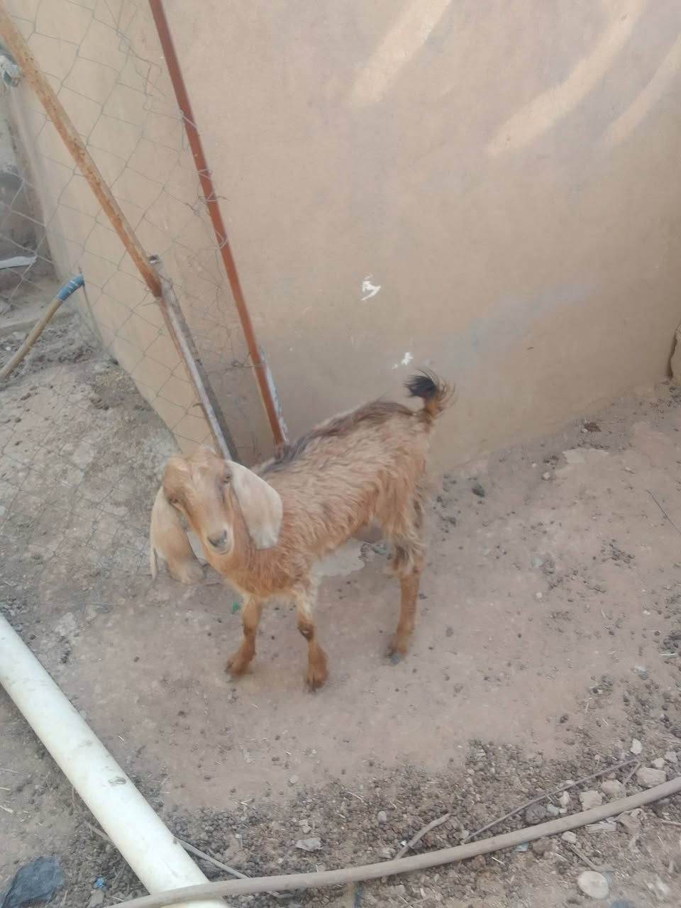 صخلة حانية عشرة للبيع نضيفة مالت بيت ***********

