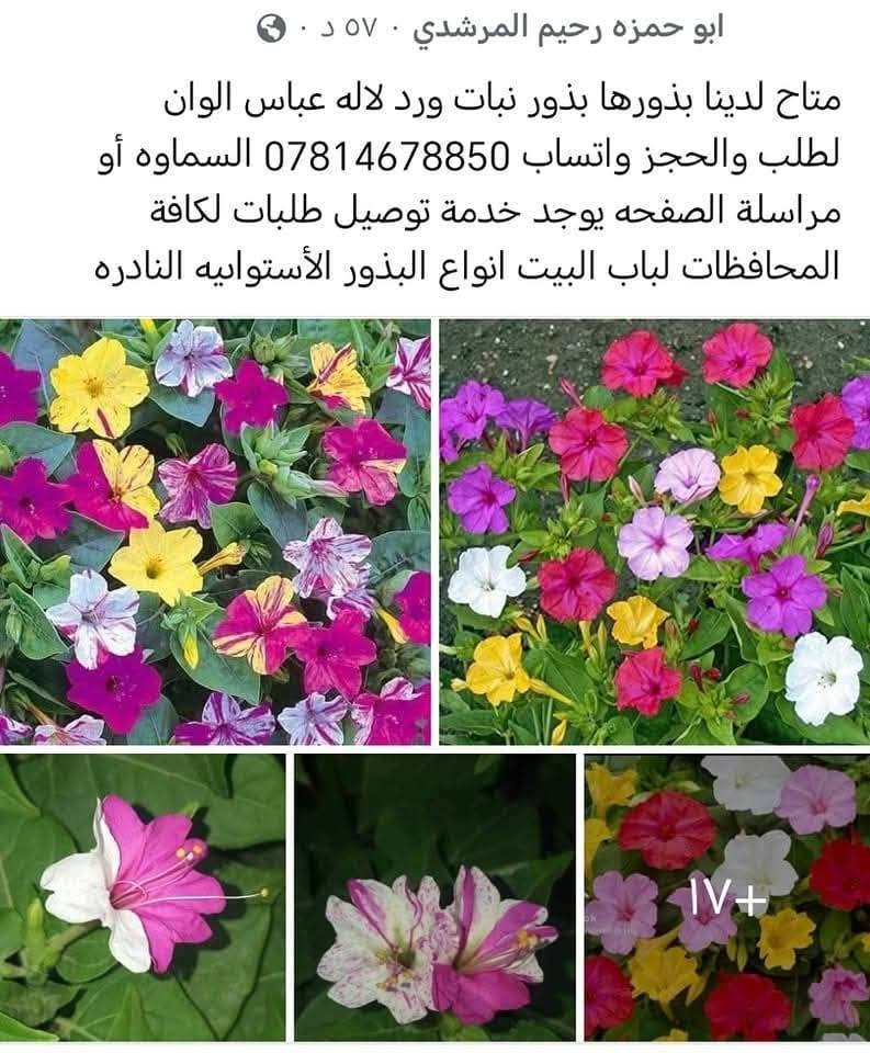 متاح لدينا بذورها بذور نبات ورد لاله عباس عطري الوان لطلب والحجز واتساب ***********
السماوه أو مراسلة الصفحه يوجد خدمة توصيل طلبات داخل السماوه ولكافة المحافظات لباب البيت أنواع البذور الاستوائية النادره

نص مكتوب في الصور:
- أزرع جميلا
- ابو حمزه رحيم المرشدي • ٥٧ د •
- متاح لدينا بذورها بذور نبات ورد لاله عباس الوان لطلب والحجز واتساب *********** السماوه أو مراسلة الصفحه يوجد خدمة توصيل طلبات لكافة المحافظات لباب البيت انواع البذور الأستوايه النادره