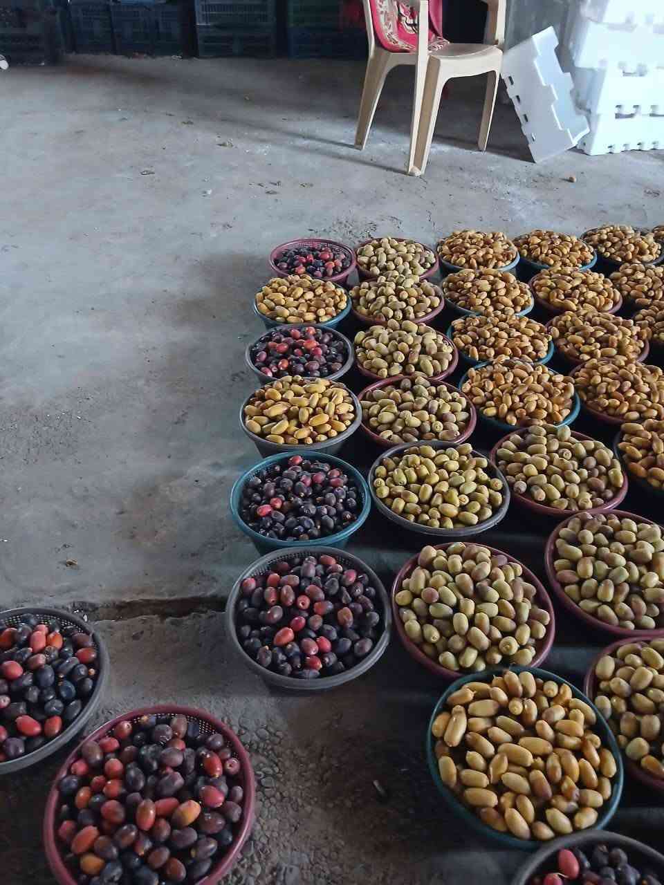 السلام عليكم ورحمة الله وبركاته. 
يتوفر تمر نوعية ممتازة من بساتين الطارمية جديد وتازة. 
وبأسعار جملة ومفرد 
١. عمراني 
٢. خضراوي مندلي 
٣. حلاوي 
٤. بربن.
وهناك توصيل للمحلات وحسب الطلب
***********
