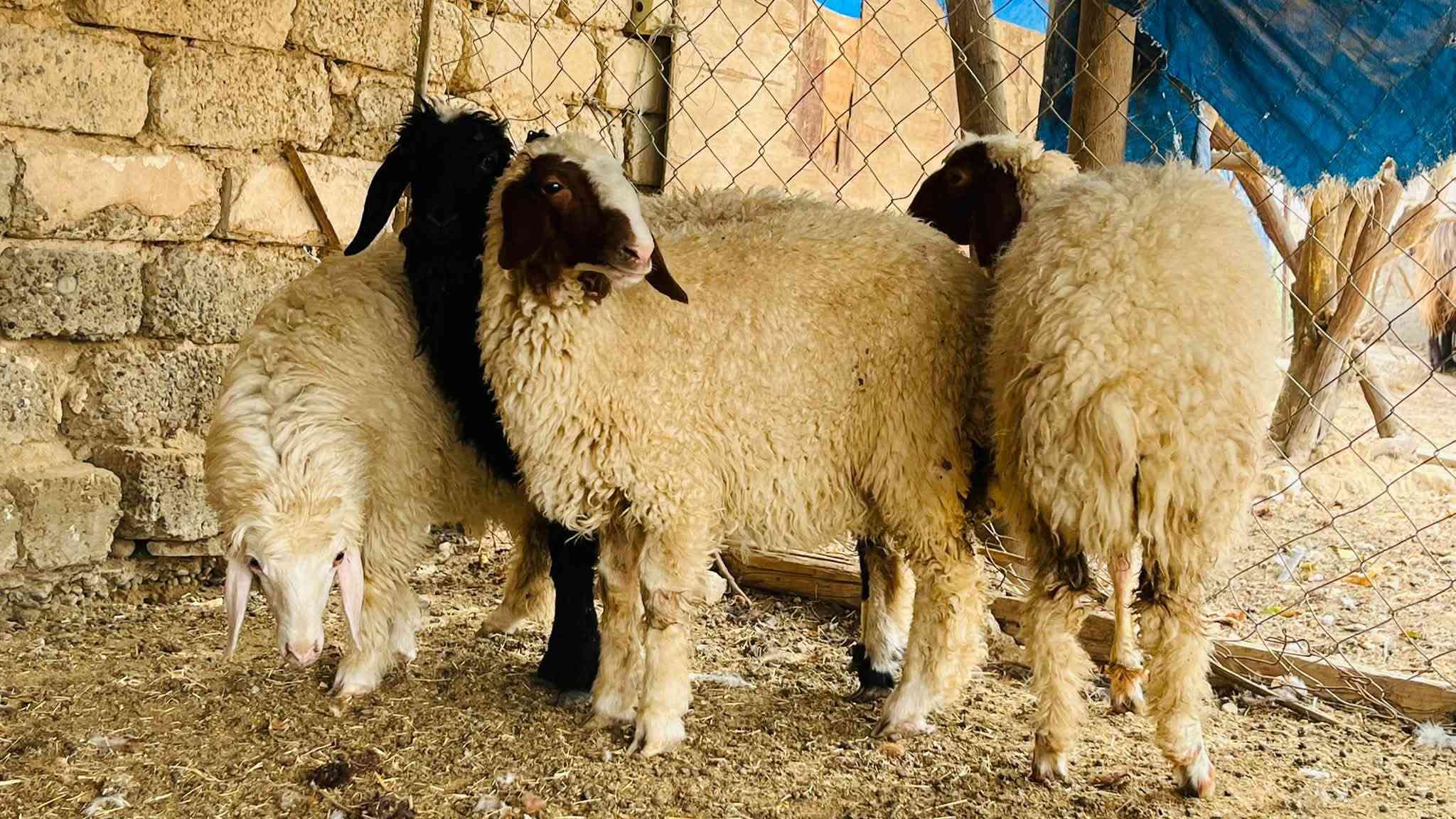 4 فطايم مربوطات على علف نشطات شرط النصاحه
سعر الزوج 600 
المكان العلم سمره
***********

