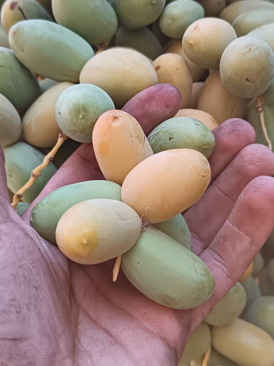 بستان للضمان 30 نخله نوع شويثي 
***********
