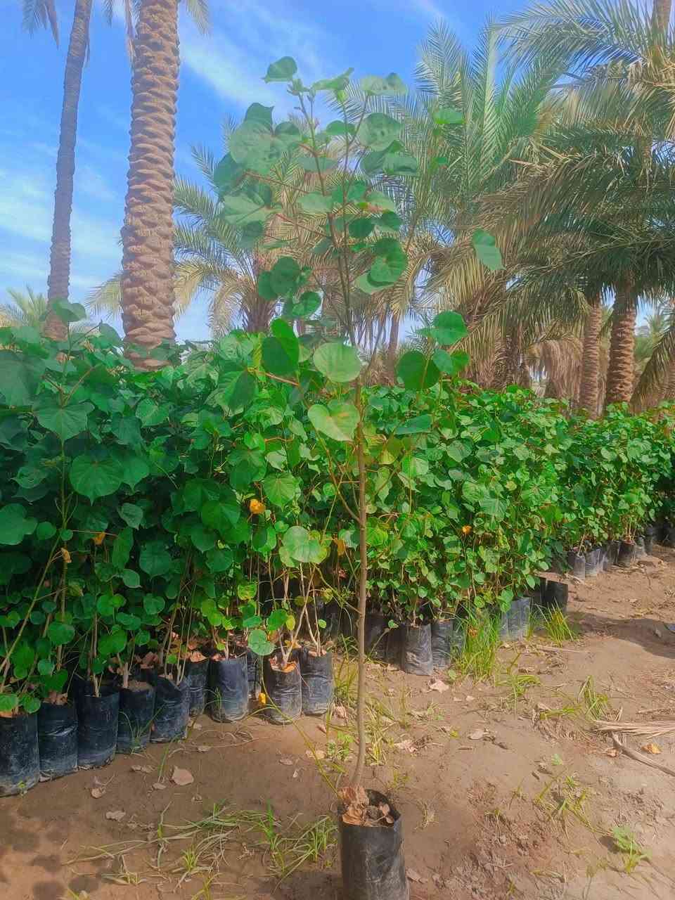 على بركة الله يتوفر
- #خطم_الساحل ارتفاعات اكثر من متر ونص بـ 750 دينار
- #البيزيا_لبخ سندان 19 ارتفاع 120 ب1250 + جيس ارتفاع متر 750
- #سد_حشري ارتفاع اقل المتر 750
حله قرب معمل غاز منطقة المچرية 
***********
