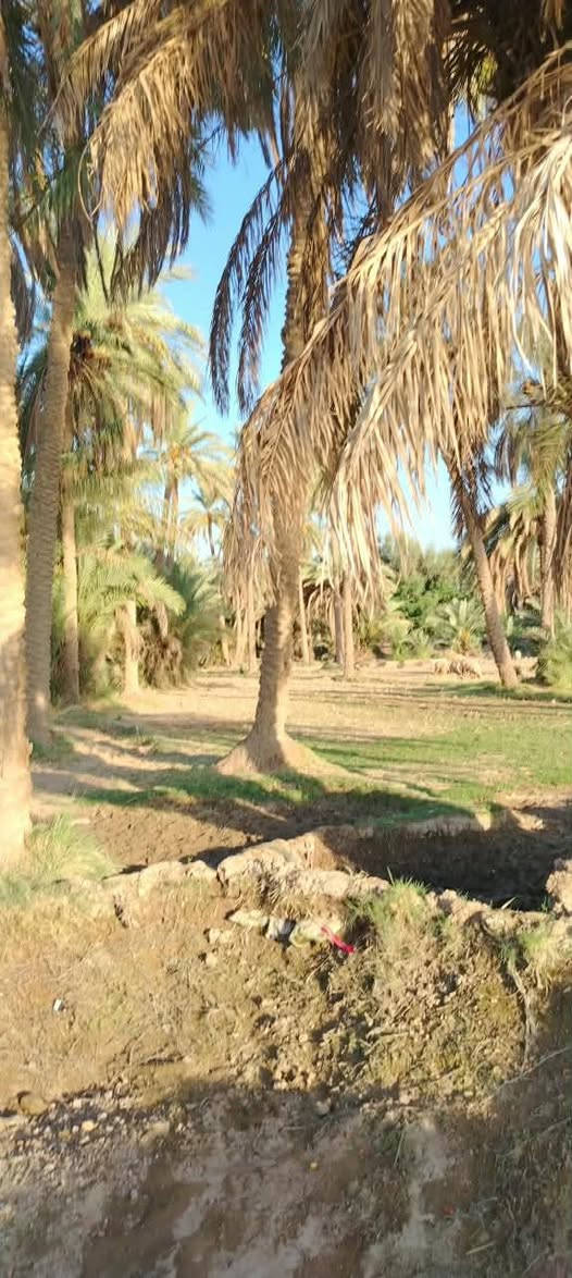أرض زراعية للبيع طابوا زراعي ١٥ دونم
تقع على نهر الفرات شط الكوفة تبعد عن الكوفة حولي ٥كيلوا 
تحتوي على ٢٠٠ نخلة متنوعة وثلاث بيوت صب كونكريت جاهزات للسكن واستقبال ١١في ٥ توجد مدارس ابتدائية:و متوسطة ومستوصف  للتواصل لاتصال على هذا الرقم ***********
