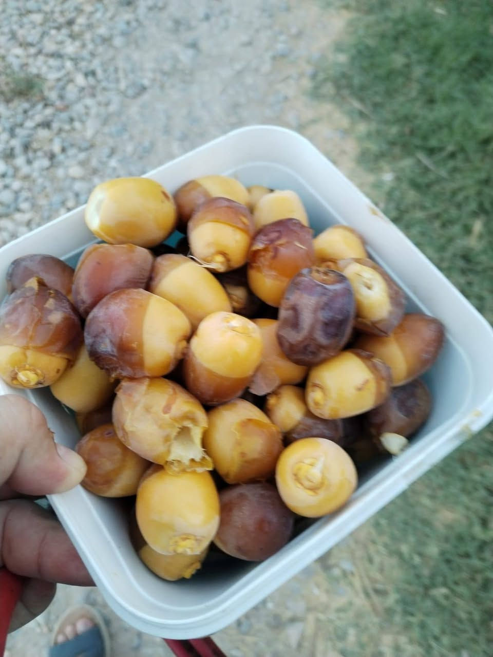 السلام عليكم للبيع بستان المساحه 5دونم طابو زراعي سند 25يحتوي عل بيت مساحه 300 م بناء حديث 
المنطقه الشيب الشرقي الموفقيه 
90نخله من مختلف أنواع التمور 
أشجار التين 35
العنب العدد 264
الحمضيات والبرتقال واليمون العدد 40
تكي عدد 5
تفاح عدد 100
بمبر عدد 10
نبك عدد 10
زيتون عدد 10
كوجه عدد 4
مشمس عدد 8
يحتوي البيت والبستان على 6كامرات حديثه صوره وصوت وأدوات زراعيه عدد 5
اتصل عل رقم ***********او***********
