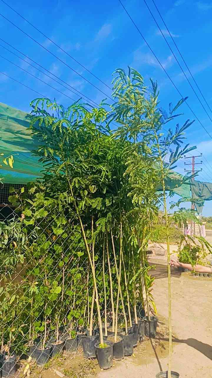 مشتل سيد حسين • قرب جسر الصويره • جوري عراقي عطري